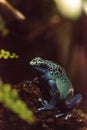 Blue poison dart frog Dendrobates tinctorius azureus Royalty Free Stock Photo