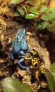 Blue poison dart frog Dendrobates tinctorius azureus and Bumble Royalty Free Stock Photo