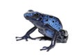 Blue poison dart frog, Dendrobates tinctorius Royalty Free Stock Photo