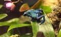 Blue poison dart frog Dendrobates tinctorius azureus Royalty Free Stock Photo