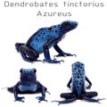 Blue Poison dart frog, Dendrobates tinctorius Azureus, on white