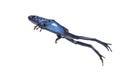 Blue poison dart frog jumping, Dendrobates tinctorius azureus, isolated on white Royalty Free Stock Photo