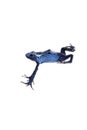 Blue poison dart frog jumping, Dendrobates tinctorius azureus, isolated on white Royalty Free Stock Photo