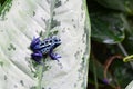 A blue Poison dart frog on a leaf. Royalty Free Stock Photo