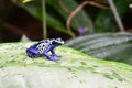 A blue Poison dart frog on a leaf. Royalty Free Stock Photo