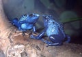 Blue Poison Dart Frog Pair