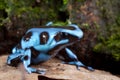 Blue poison dart frog poisonous animal Royalty Free Stock Photo