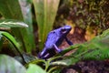 Blue Poison Dart Frog Side Profile Royalty Free Stock Photo