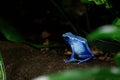 Blue poison dart frog sitting on a soil ground Royalty Free Stock Photo