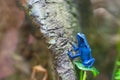 Blue poison dart frog on a tree Royalty Free Stock Photo