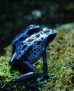 Blue Poison Dart Frogs Royalty Free Stock Photo