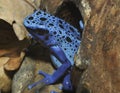 Blue Poison Frog Royalty Free Stock Photo