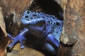 Blue Poison Frog Royalty Free Stock Photo