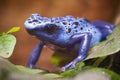 Blue poisonous frog