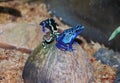 Blue poisonous frog