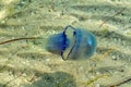 Blue poisonous Rhizostomeae medusa floats in Black Sea water on the background of a sandy bottom Zaliznyi Port, Kherson region,