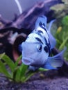 blue pollar fish at aquatic