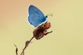 Blue Polommatus Icarus butterfly on a dry blade in the early morning Royalty Free Stock Photo