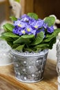 Blue polyanthus