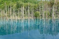 Blue Pond in Biei, Shirogane. Royalty Free Stock Photo