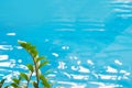 Blue pool water with sun reflections and green tropical leaves in front. Abstract pattern. Royalty Free Stock Photo