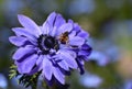 Blue Anemone Flower with a Bee