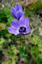 Blue Poppy Anemones (anemone coronaria) Royalty Free Stock Photo