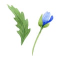 Blue poppy floral botanical flowers. Watercolor background illustration set. Isolated poppies illustration element. Royalty Free Stock Photo