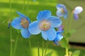 Blue poppy flowers