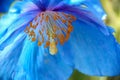 Blue poppy Meconopsis Royalty Free Stock Photo