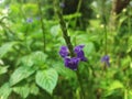 Blue Porterweed Plant