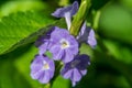 Blue porterweed Stachytarpheta jamaicensis macro shot - Davie, Florida, USA