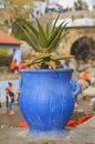 A blue pot with a cactus on the background of the blue city of Shevshawen Royalty Free Stock Photo