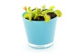 Blue pot with Dionaea Royalty Free Stock Photo