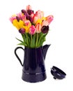 Blue pot with of tulips flowers close up Royalty Free Stock Photo