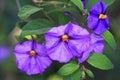 Blue potato bus, Solanum rantonnetii