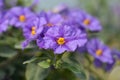 Blue potato bush Blue Fountain