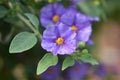 Blue potato bush Blue Fountain