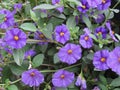 Blue potato bush