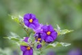Blue potato bush, Lycianthes rantonnetii, close-up purple flowers