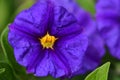 Blue potato bush lycianthes rantonnetii