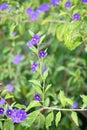 Blue potato bush, Lycianthes rantonnetii, some bright purple flowers