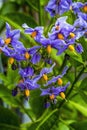 Blue Potato Vine Blooming Macro