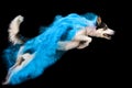 Blue powder Border Collie dog jumping Royalty Free Stock Photo