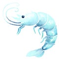 Blue prawn shrimp watercolor illustration for decoration.