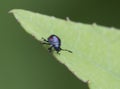 Blue the predatory bug (Zicrona caerulea). Royalty Free Stock Photo