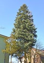 Blue prickly spruce Picea pungens Engelm. In urban landscape Royalty Free Stock Photo