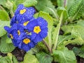 Blue primrose with raindrops in the garden