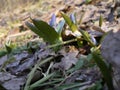 Blue primroses in the forest in early spring