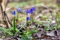 Blue primroses in the spring forest. Fragile spring flowers close-up Royalty Free Stock Photo